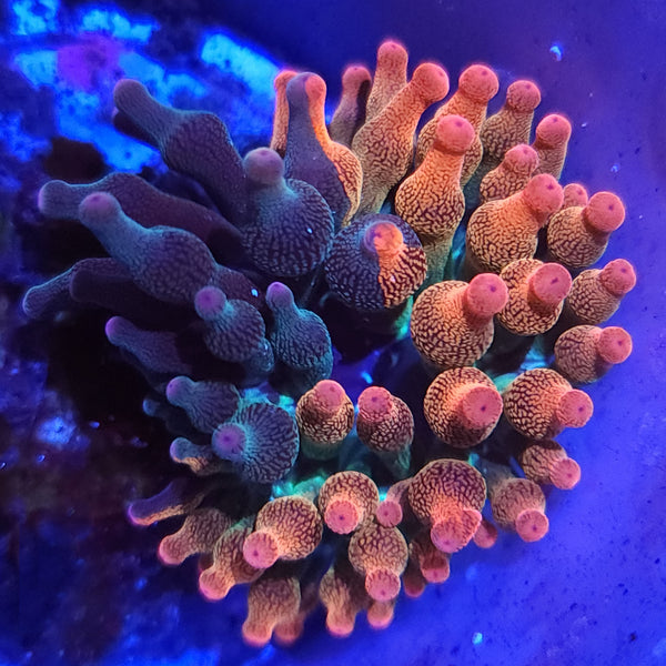 Nexus Burst Bubble Tip Anemone - Aquacultured Anemone | AJ's Aquariums