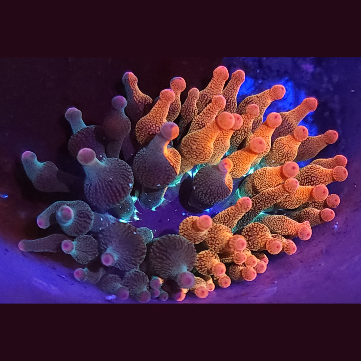 Nexus Burst Bubble Tip Anemone