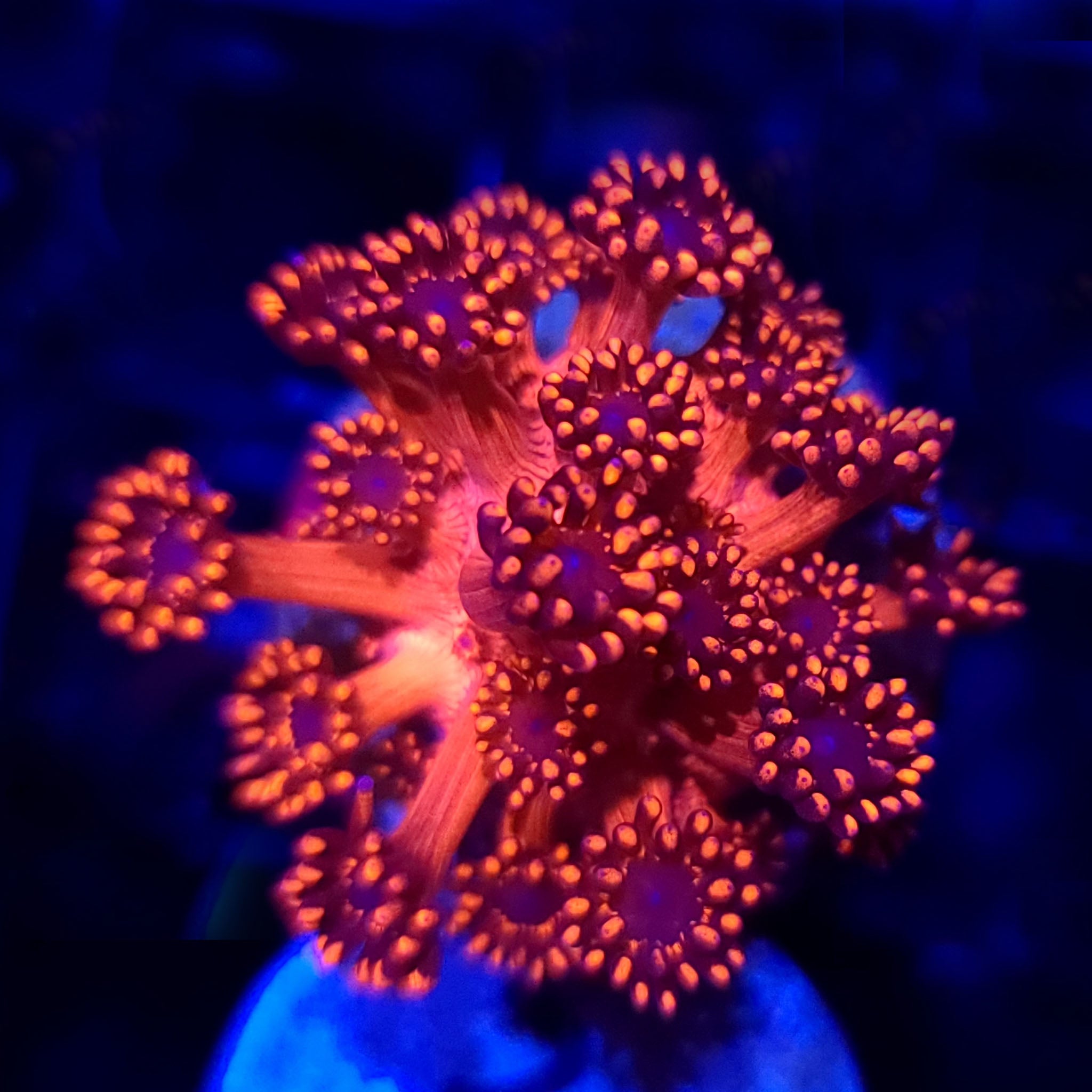 ORA Metallic Red Goniopora - Aquacultured LPS Coral | AJ's Aquariums