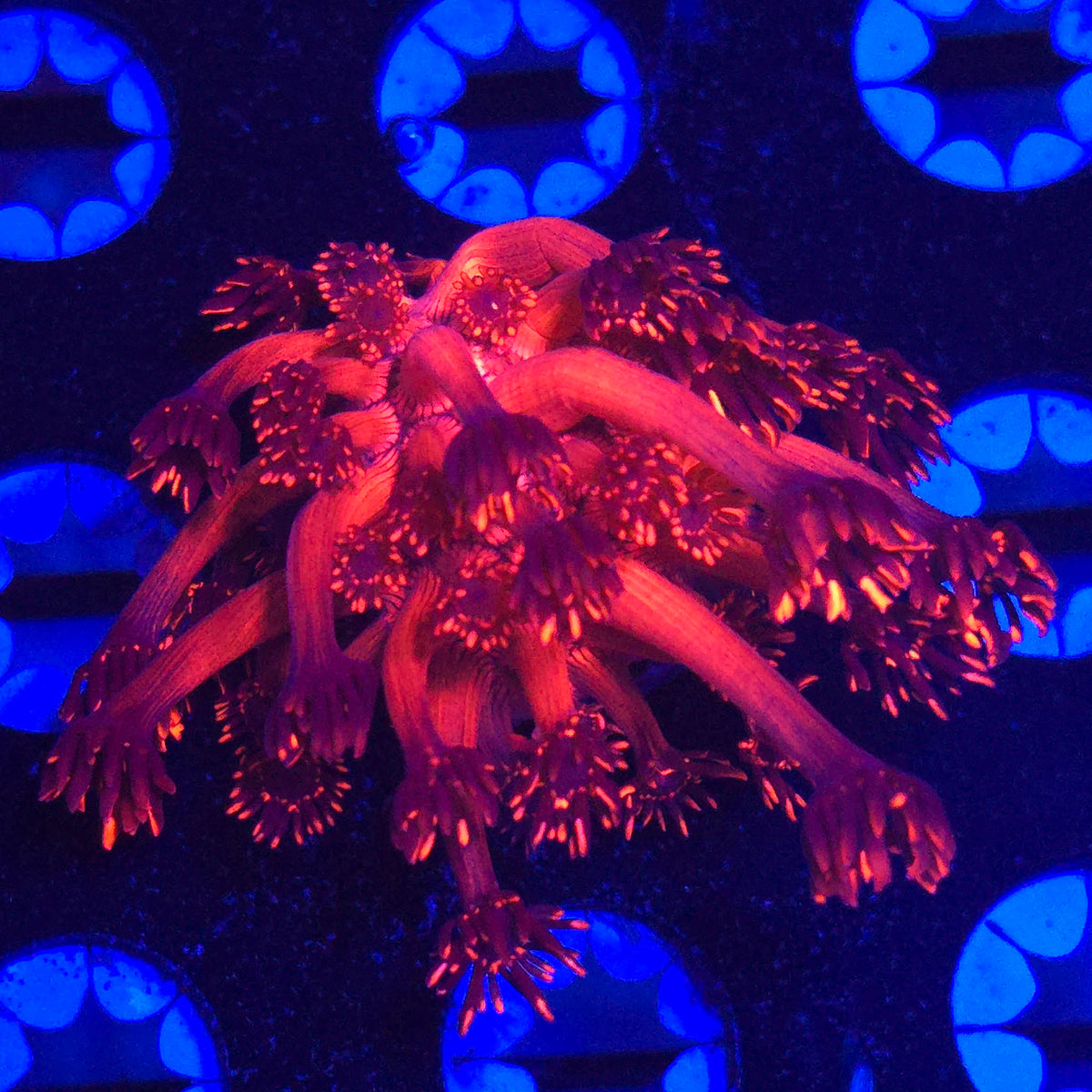 ORA Metallic Red Goniopora WYSIWYG - Aquacultured LPS Coral | AJ's Aquariums