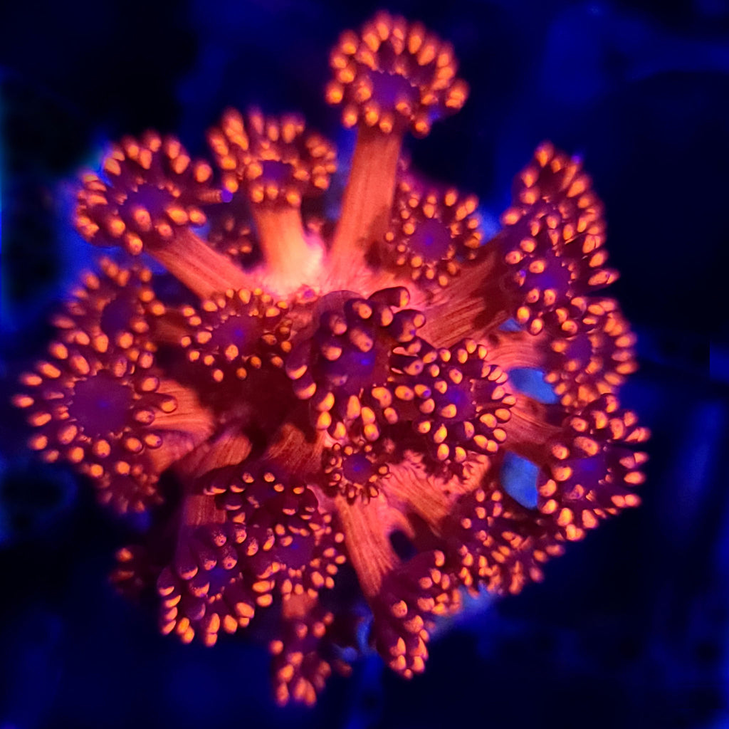 ORA Metallic Red Goniopora