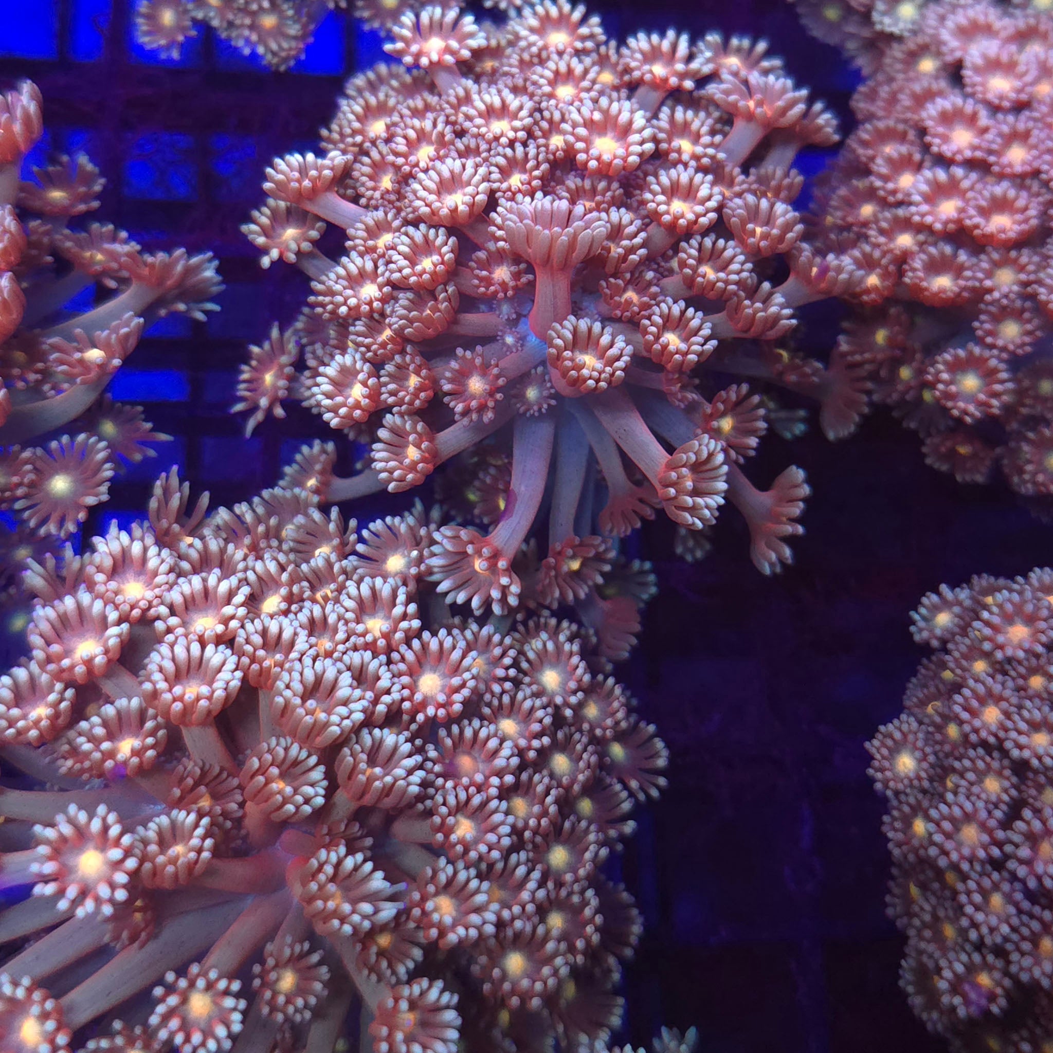 Olive Pastel Goniopora - Aquacultured LPS Coral | AJ's Aquariums