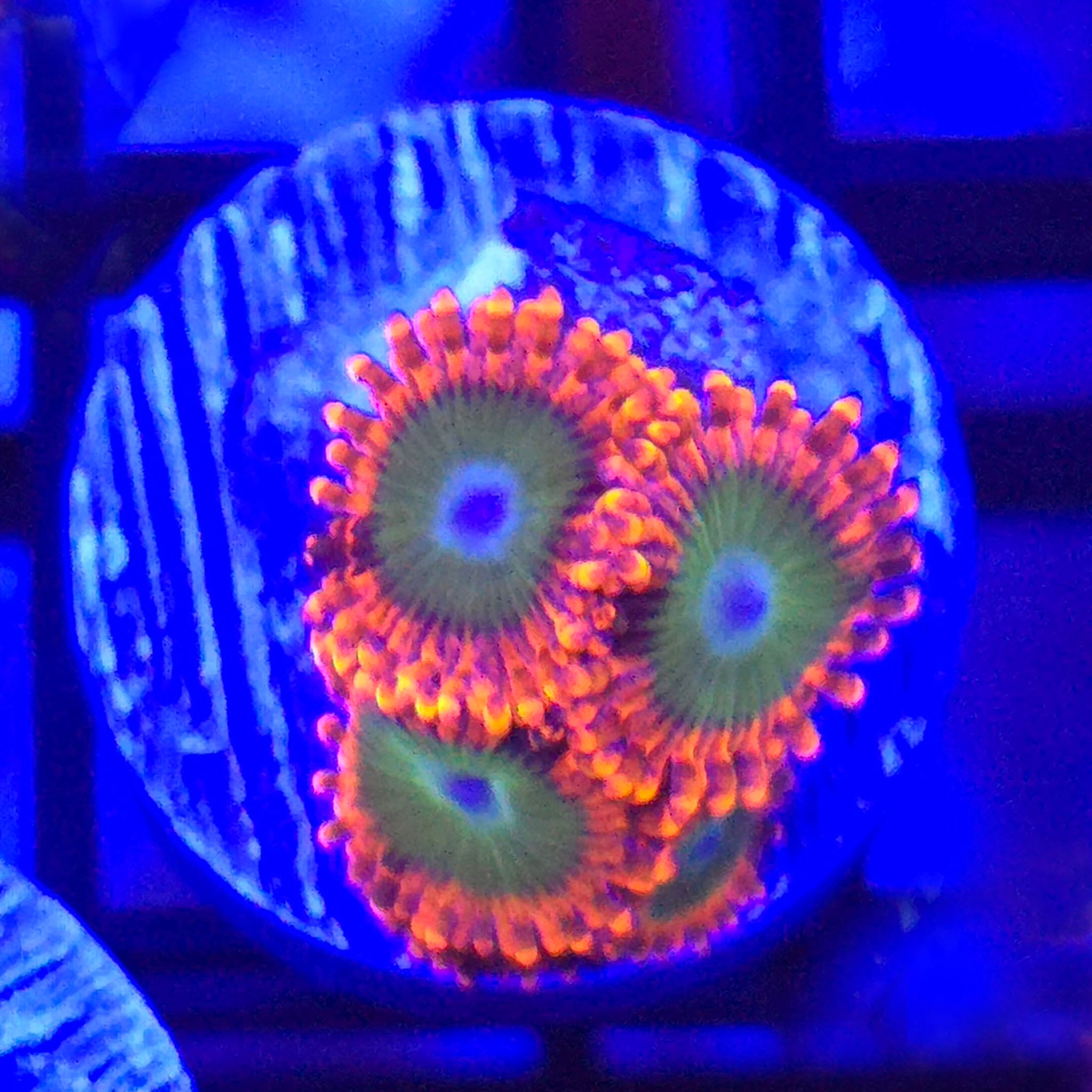 Oompa Loompa Zoanthids - Aquacultured Softie Coral | AJ's Aquariums