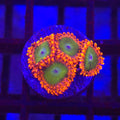 Oompa Loompa Zoanthids