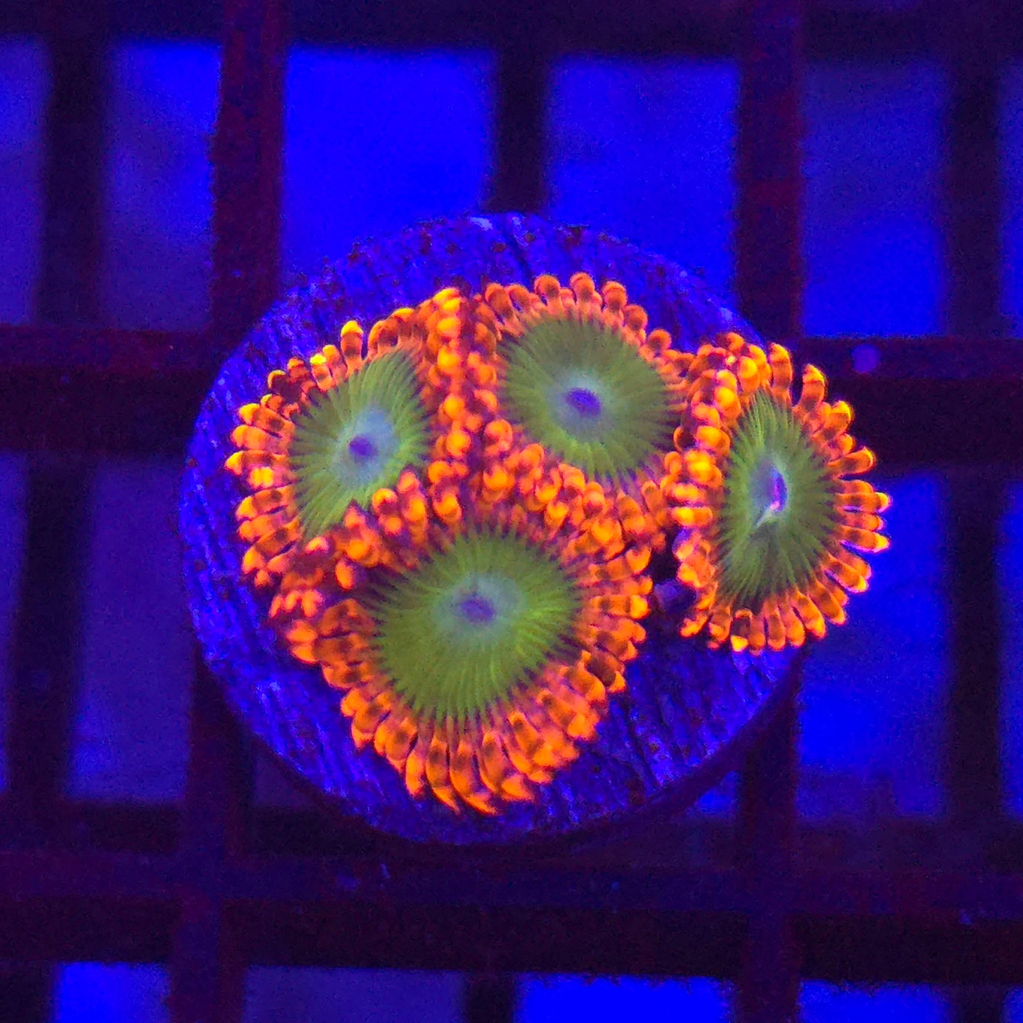 Oompa Loompa Zoanthids
