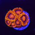 Orange Bam Bam Zoanthids - Aquacultured Softie Coral | AJ's Aquariums