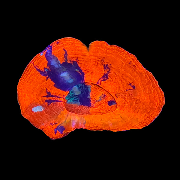 Orange Freeze Scolymia — Aquacultured LPS Coral | AJ's Aquariums