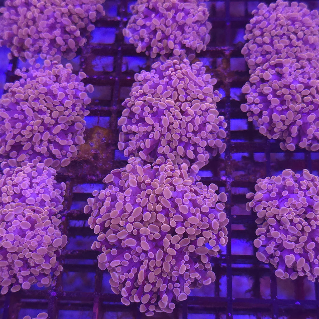 Orange Frogspawn Frammer - Aquacultured LPS Coral | AJ's Aquariums