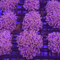 Orange Frogspawn Frammer - Aquacultured LPS Coral | AJ's Aquariums