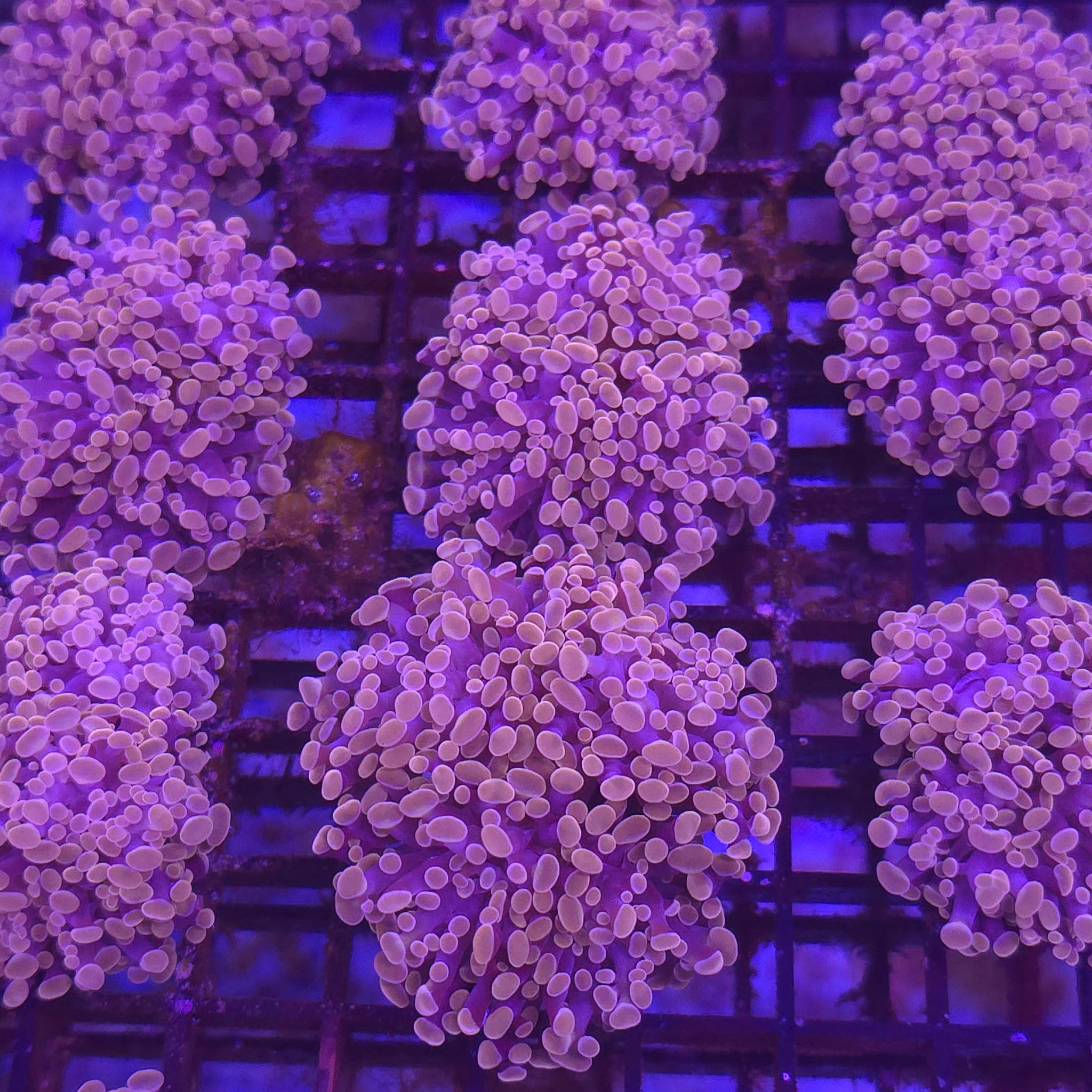 Orange Frogspawn Frammer - Aquacultured LPS Coral | AJ's Aquariums