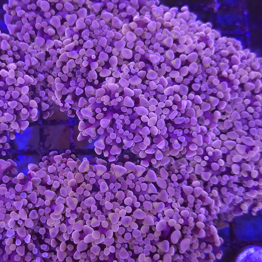 Orange Frogspawn Frammer