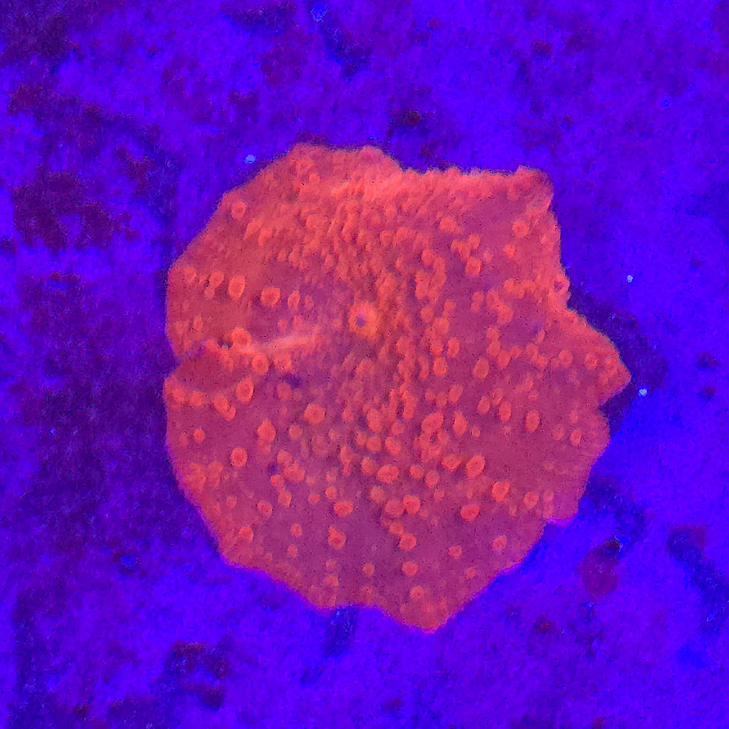 Orange Discoma Mushroom - Aquacultured Softie Coral | AJ's Aquariums