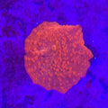 Orange Discoma Mushroom - Aquacultured Softie Coral | AJ's Aquariums