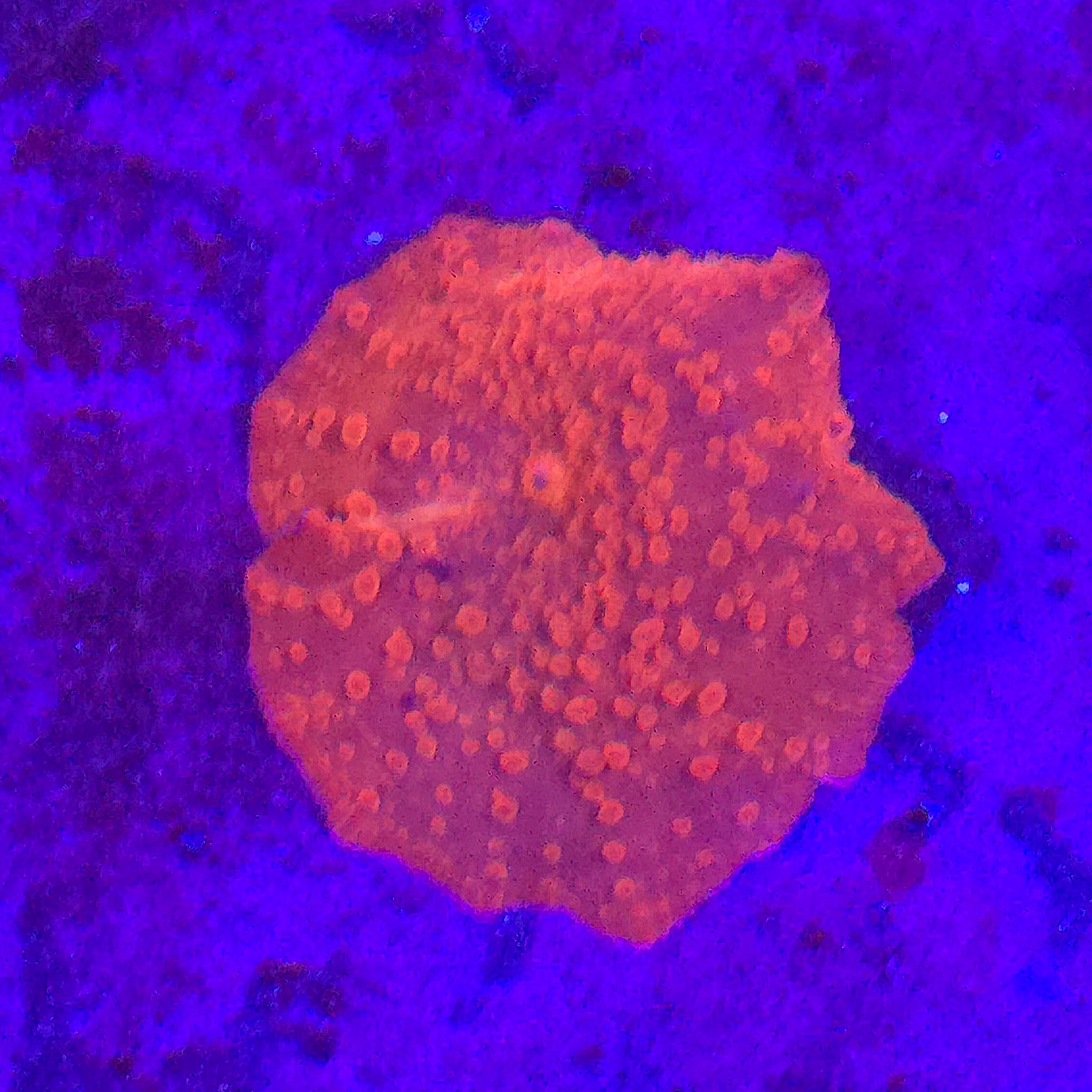 Orange Discoma Mushroom - Aquacultured Softie Coral | AJ's Aquariums