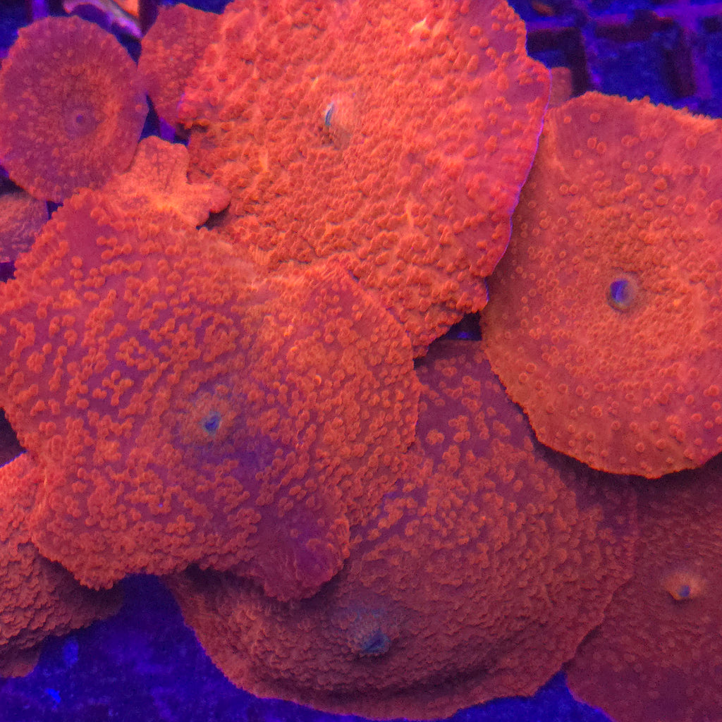 Orange Discoma Mushroom