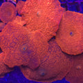 Orange Discosoma