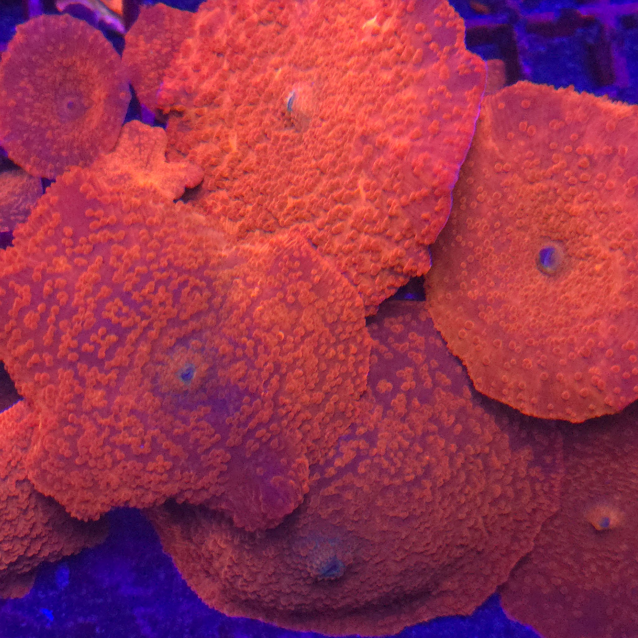 Orange Discoma Mushroom
