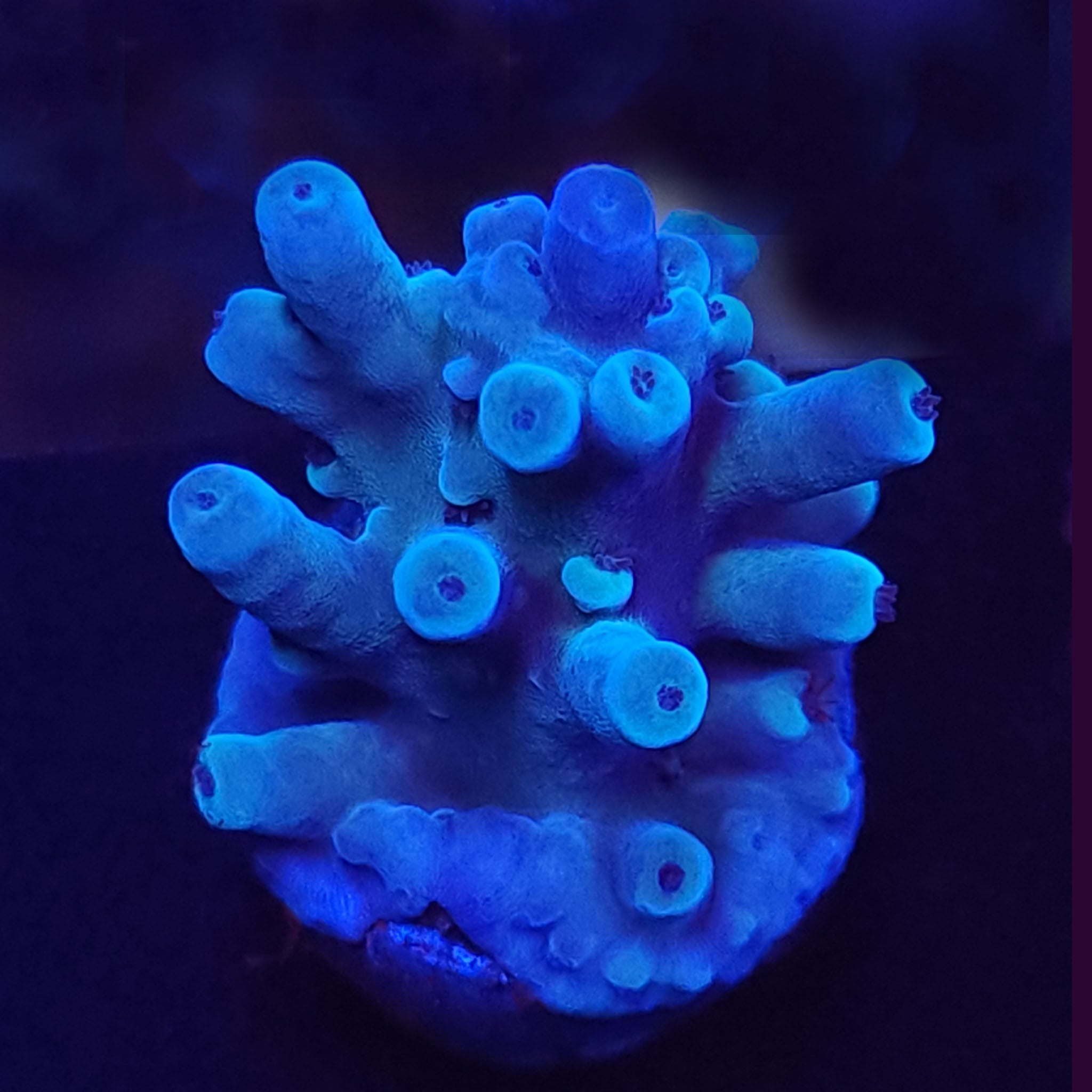 Oregon Tort Acropora - Aquacultured SPS Coral | AJ's Aquariums