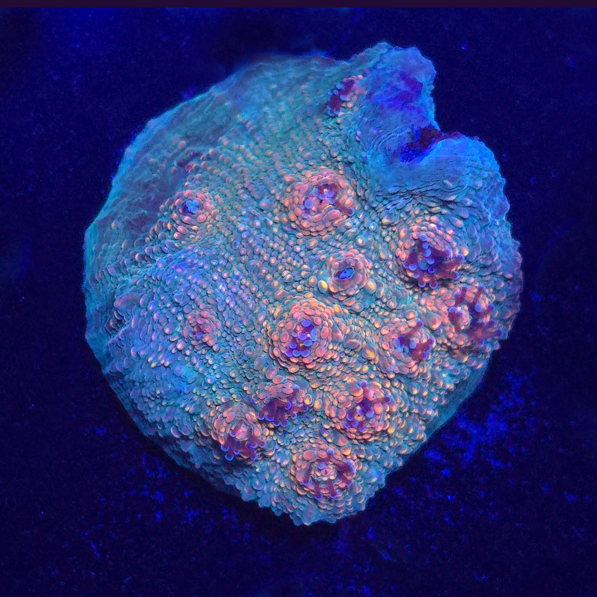 POTO Jamba Juice Chalice WYSIWYG - Aquacultured LPS Coral | AJ's Aquariums