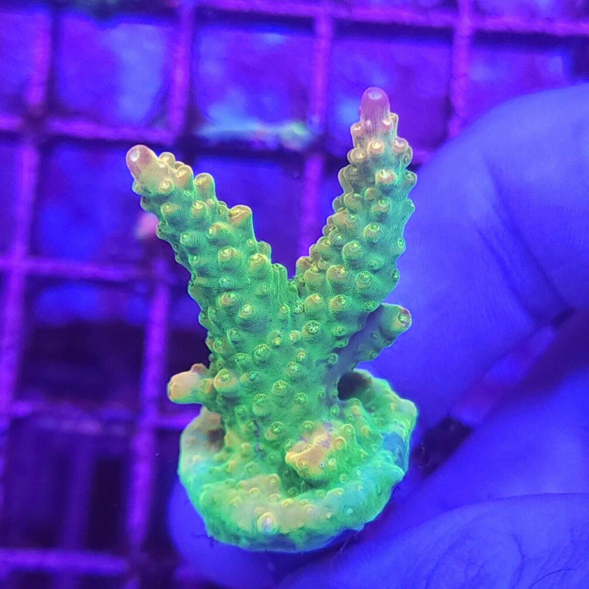 Paletta Pink Tip Acropora