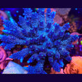 Palmers Blue Milli Acropora - Aquacultured SPS Coral | AJ's Aquariums