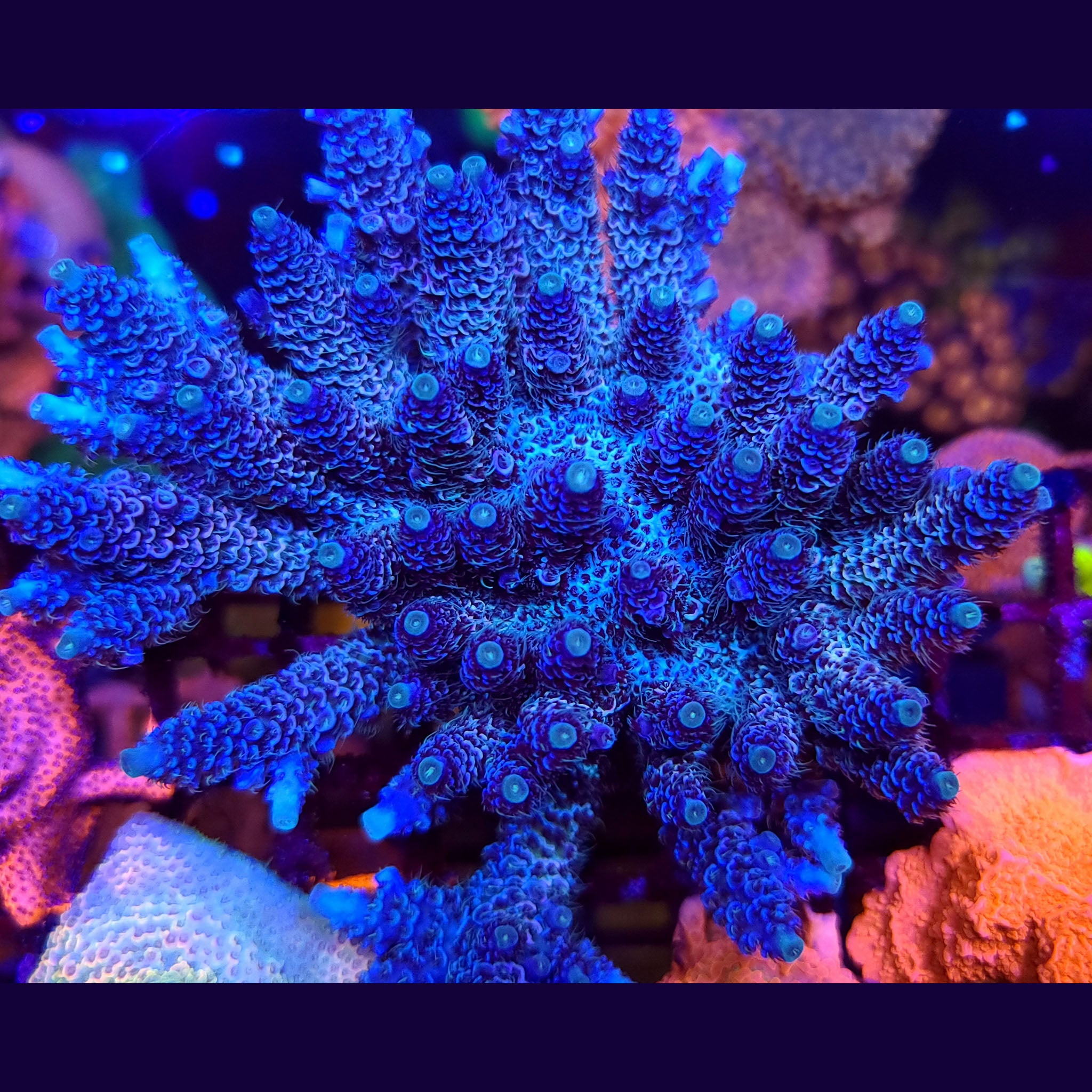 Palmers Blue Milli Acropora - Aquacultured SPS Coral | AJ's Aquariums