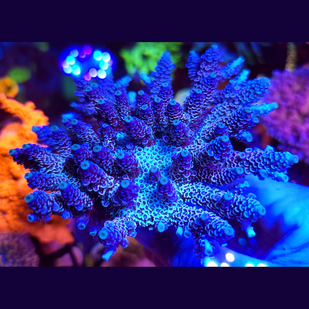 Palmers Blue Milli