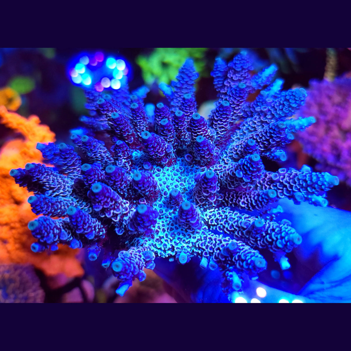 Palmers Blue Milli