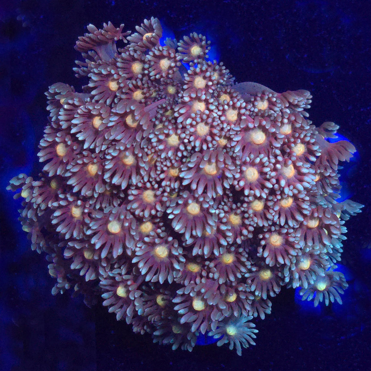 Pastel Goniopora WYSIWYG - Aquacultured LPS Coral | AJ's Aquariums