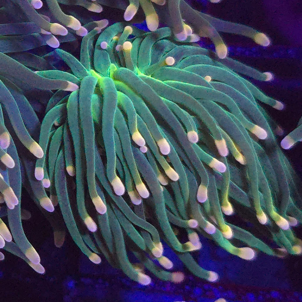 Peach Tip Torch - Aquacultured LPS Coral | AJ's Aquariums