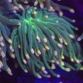 Peach Tip Torch - Aquacultured LPS Coral | AJ's Aquariums