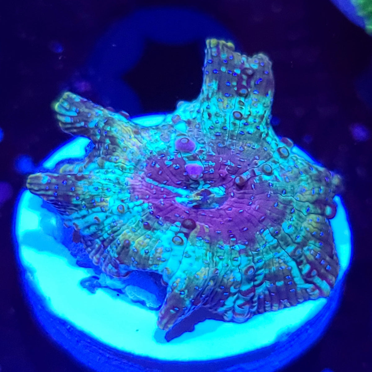 AJ's Peacock Mushroom