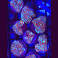 Peppermint Acanthophyllia - Aquacultured LPS Coral | AJ's Aquariums