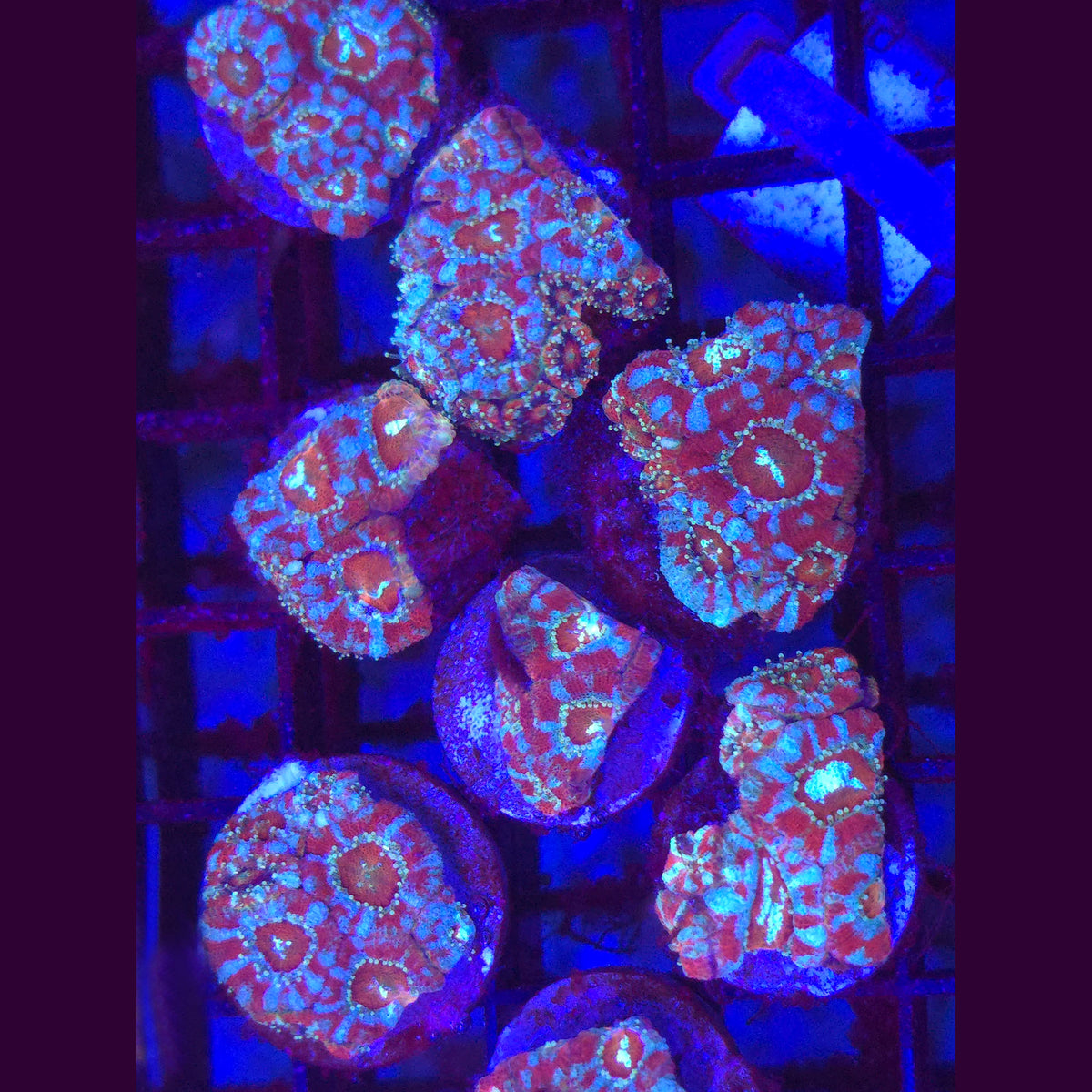 Peppermint Acanthophyllia - Aquacultured LPS Coral | AJ's Aquariums