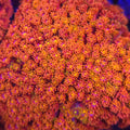 Piñata Goniopora - Aquacultured LPS Coral | AJ's Aquariums