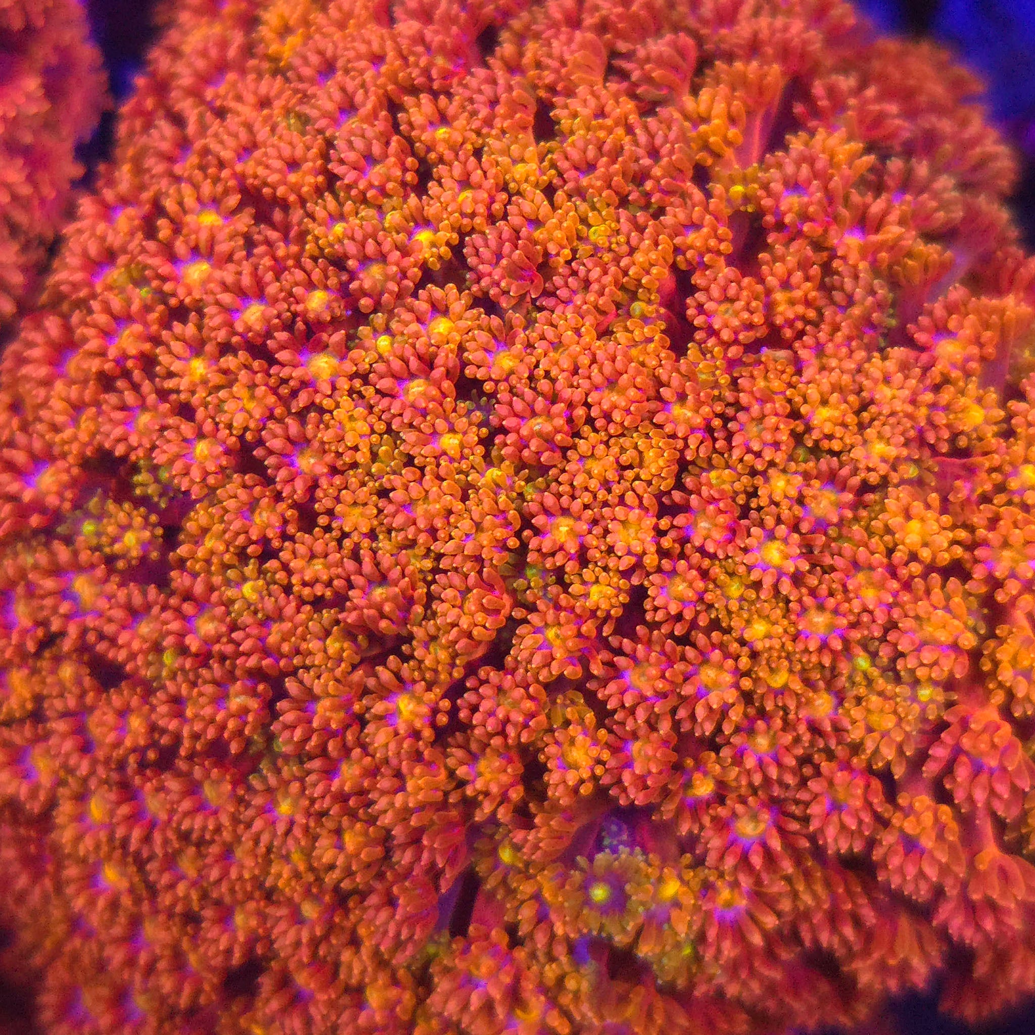Piñata Goniopora - Aquacultured LPS Coral | AJ's Aquariums