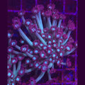 Pink Branching Goniopora WYSIWYG - Aquacultured LPS Coral | AJ's Aquariums