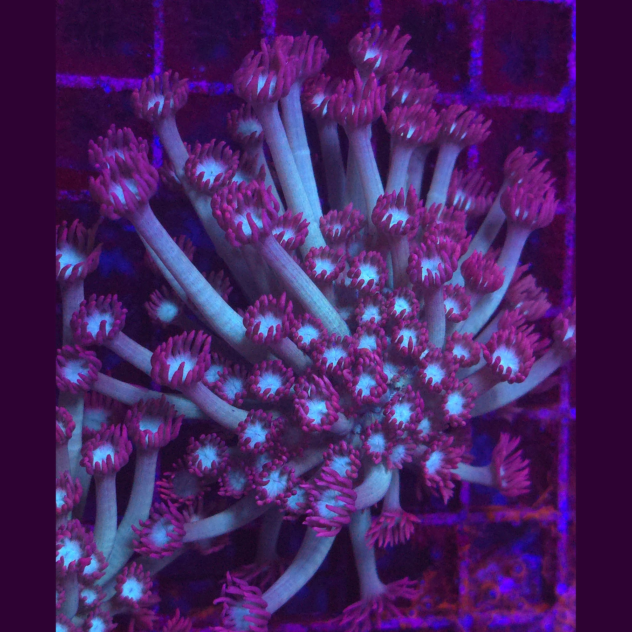 Pink Branching Goniopora WYSIWYG - Aquacultured LPS Coral | AJ's Aquariums