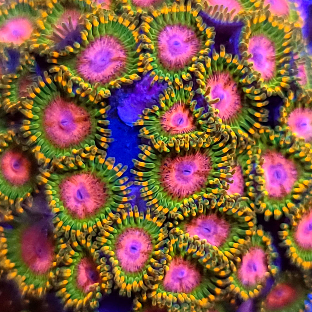 Pink Diamond Zoanthids - Aquacultured Softie Coral | AJ's Aquariums