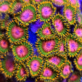 Pink Diamond Zoanthids - Aquacultured Softie Coral | AJ's Aquariums