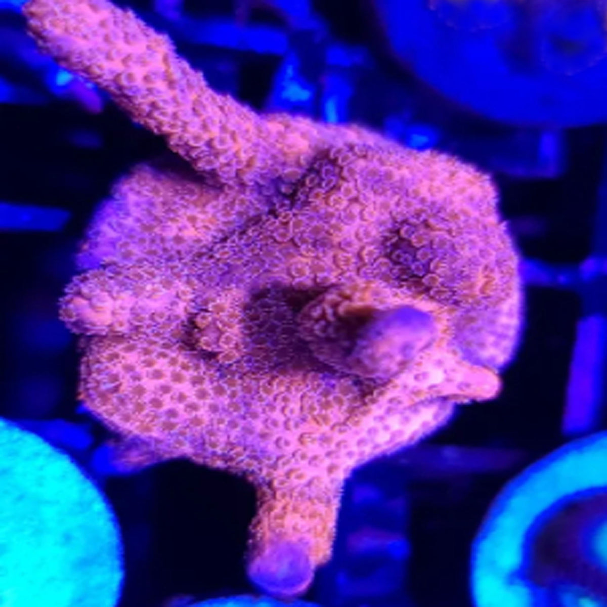 Pink Panther Digitata - Aquacultured SPS Coral | AJ's Aquariums