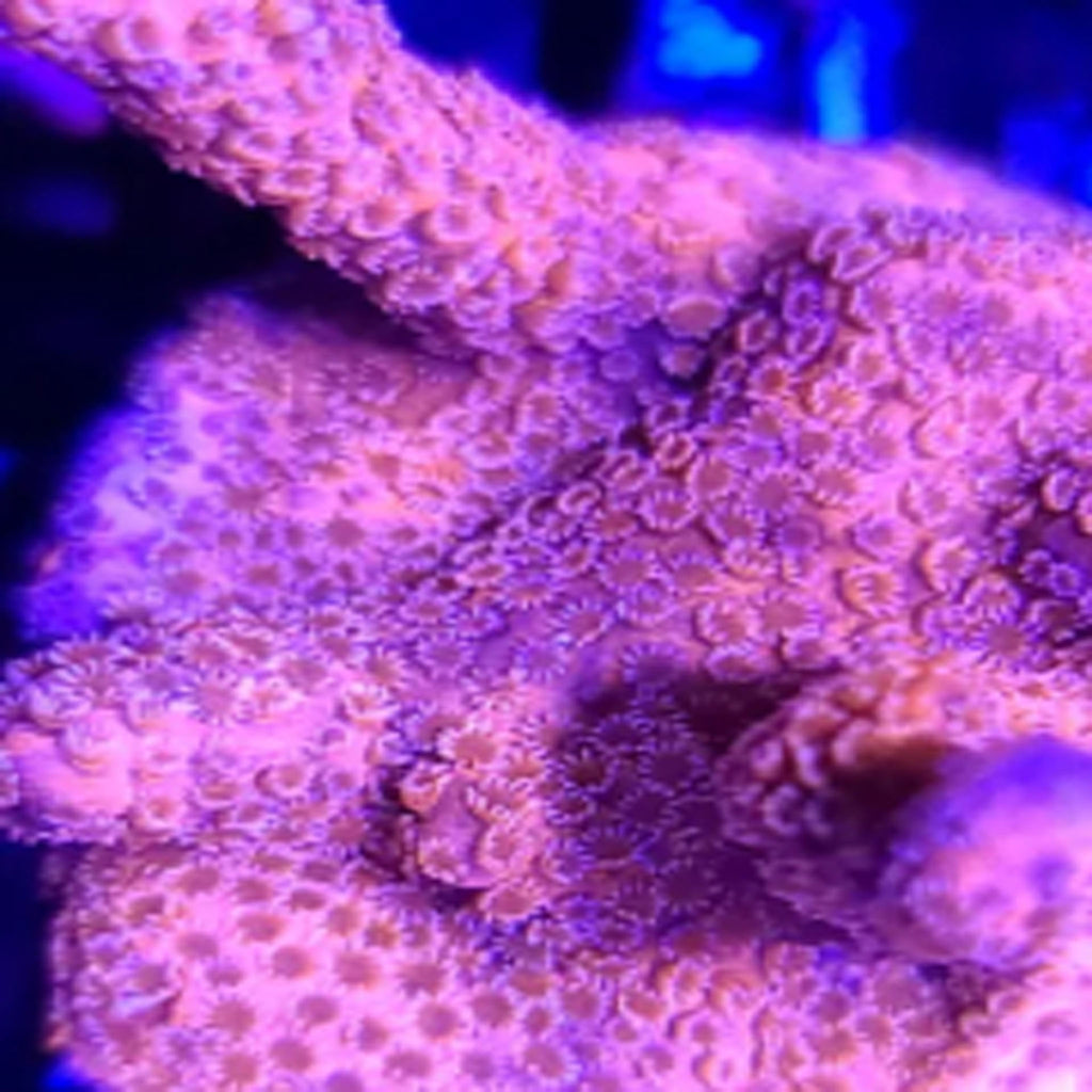 Pink Panther Digitata