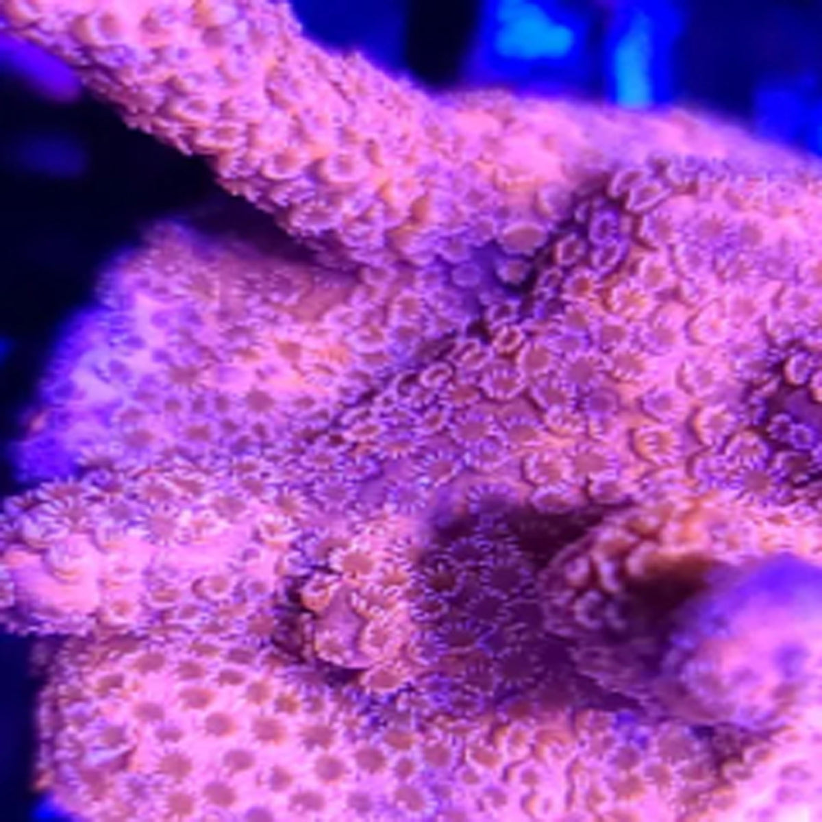Pink Panther Digitata