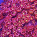 Pink Rosé Goniopora - Aquacultured LPS Coral | AJ's Aquariums