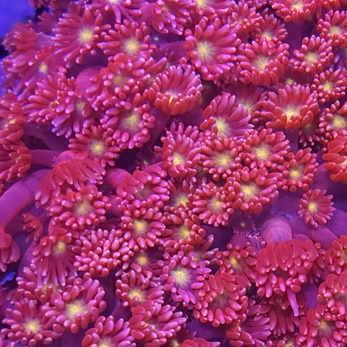 Pink Rosé Goniopora - Aquacultured LPS Coral | AJ's Aquariums