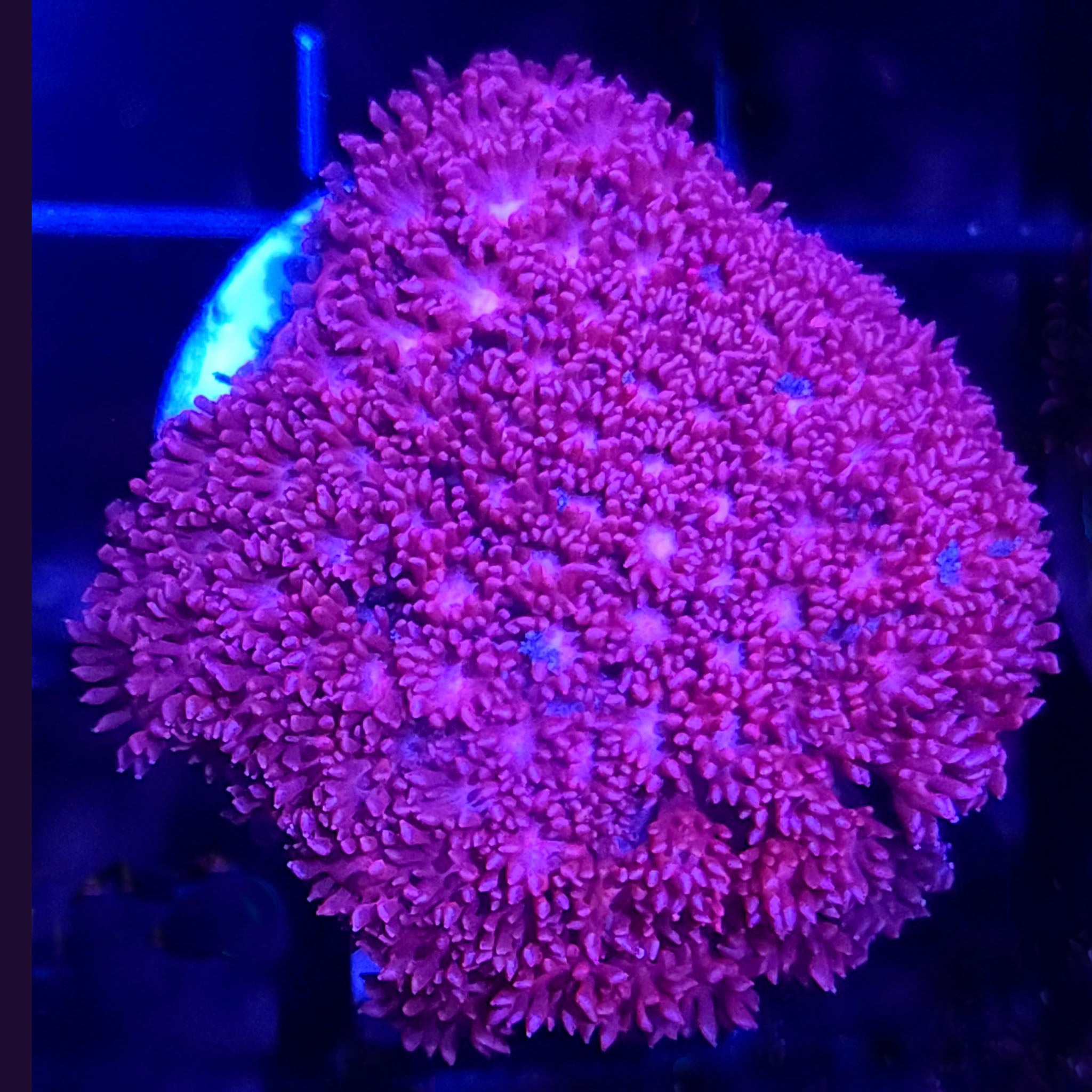 Pink Short Polyp Goniopora - Aquacultured LPS Coral | AJ's Aquariums