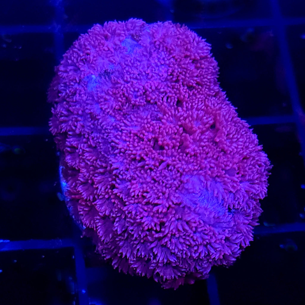 Pink Short Polyp Goniopora