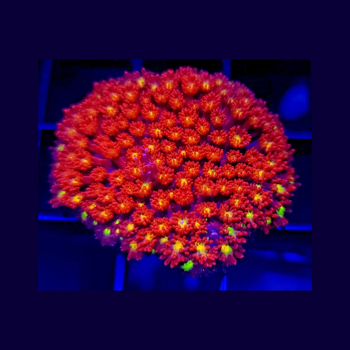 Pink and Yellow Goniopora