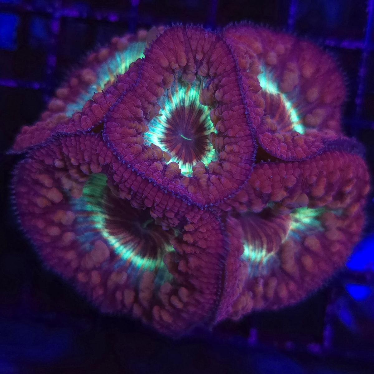 AJ's Pinstripe Bounce Blastomussa - Aquacultured LPS Coral | AJ's Aquariums