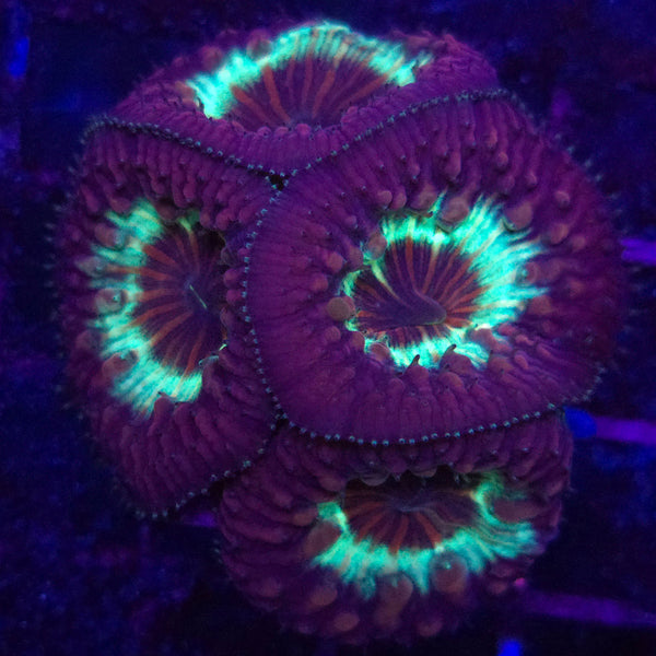AJ's Pinstripe Bounce Blastomussa - Aquacultured LPS Coral | AJ's Aquariums